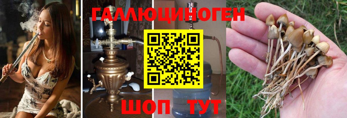 Галлюциногенные грибы прущие грибы Избербаш
